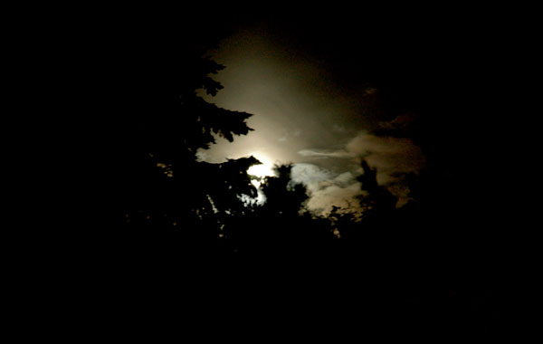 Moon Tree