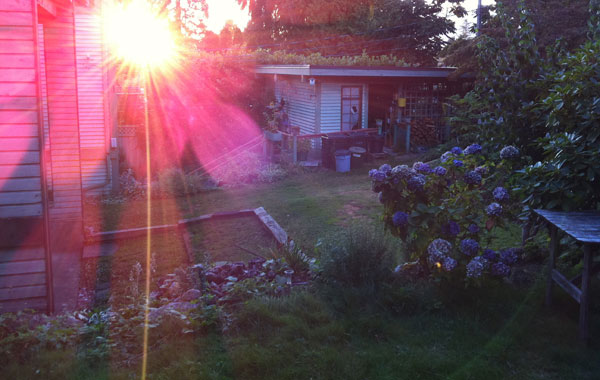 Sun Flower