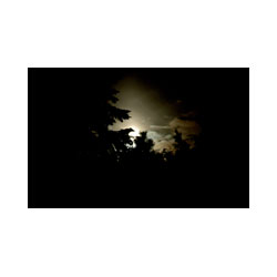 Moon Tree