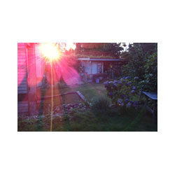 Sun Flower